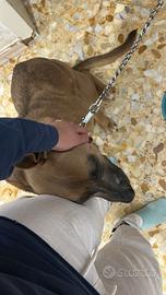 Cucciola dolce con bambini, affettuosa e coccolosa