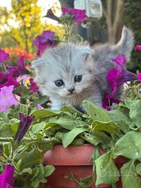 Scottish Fold Long Hair Tabby