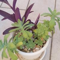 composizione in vaso di piante grasse.
