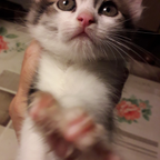 Gattina cucciola d angora