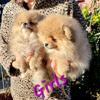 Spitz tedesco nano Pomerania