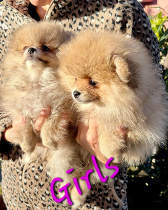 Spitz tedesco nano Pomerania