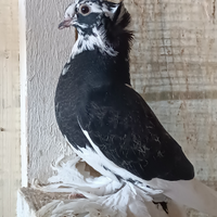 Colombi doppio cuffo con le piume su le zampe