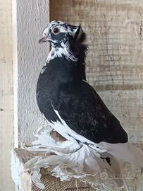 Colombi doppio cuffo con le piume su le zampe