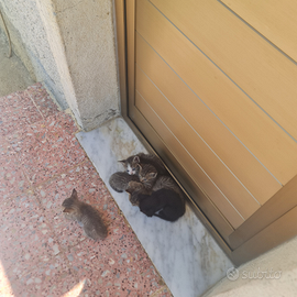 Gattini