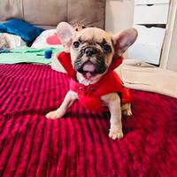 Bulldog Francese
