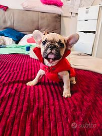 Bulldog Francese