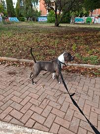 Amstaff blu per monta