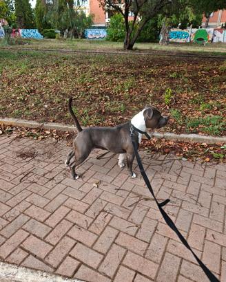 Amstaff blu per monta