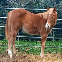Puledro Quarter Horse