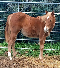 Puledro Quarter Horse