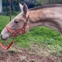 Lusitana con gene pearl ( C.D.E )