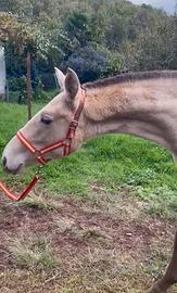 Lusitana con gene pearl ( C.D.E )