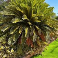 Cycas revoluta ed Ulivi 