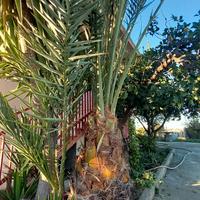 Palma da giardino di 10 anni