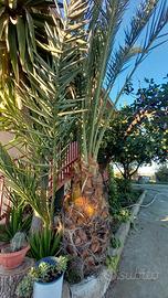Palma da giardino di 10 anni
