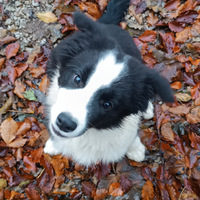 Cuccioli di Border collie da bellezza