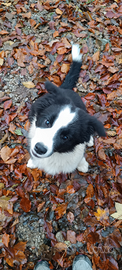 Cuccioli di Border collie da bellezza
