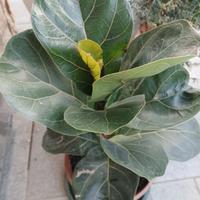 Piante d'appartamento o interrate