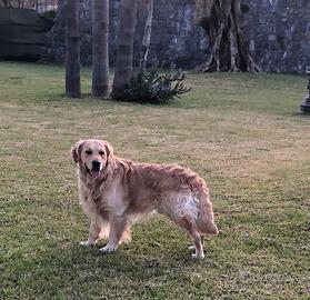 Monta Golden Retriever