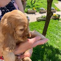 Cocker Spaniel