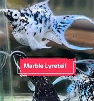 Molly Balloon marble-silver-bianco perla