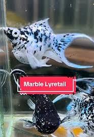 Molly Balloon marble-silver-bianco perla