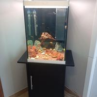 Acquario