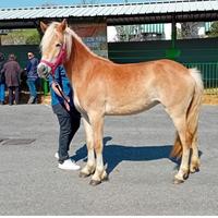 Cavalla haflingher