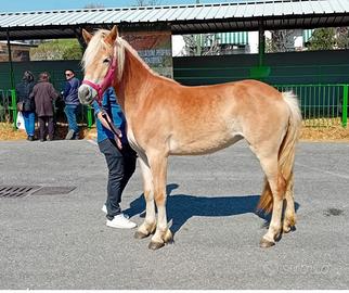 Cavalla haflingher