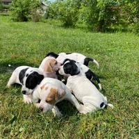 Cuccioli Pointer - genealogia da beccaccini
