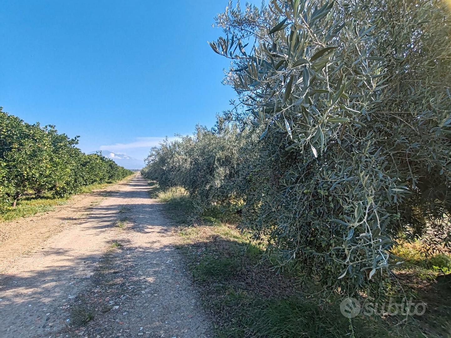 Azienda agricola a Ramacca - Vista 5