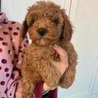 Cuccioli Barboncini nano red
