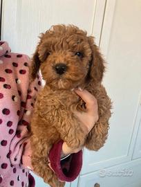 Cuccioli Barboncini nano red