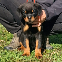 Cuccioli rottweiler alta genealogia