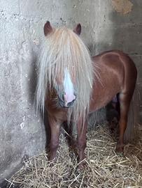 Pony Shetland di 3 anni