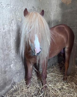 Pony Shetland di 3 anni