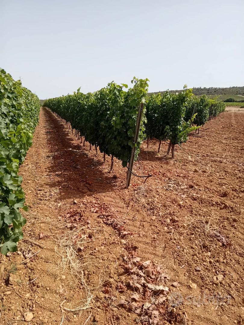 Lotti agricoli parzialmente coltivati a vigneto - Altro