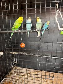 Pappagalli cocorito pronti per la produzione