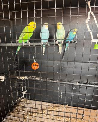 Pappagalli cocorito pronti per la produzione