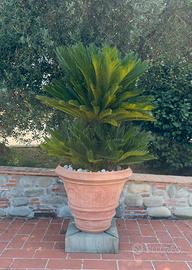Cycas