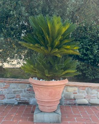Cycas