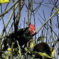 6 galletti francesini belli e sani