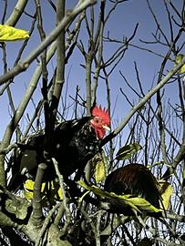 6 galletti francesini belli e sani