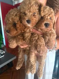 Cuccioli di barboncino toy fulvo
