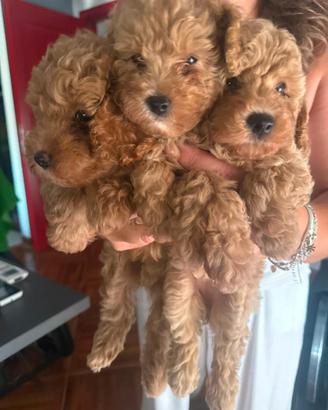 Cuccioli di barboncino toy fulvo