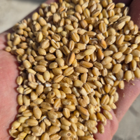 Grano