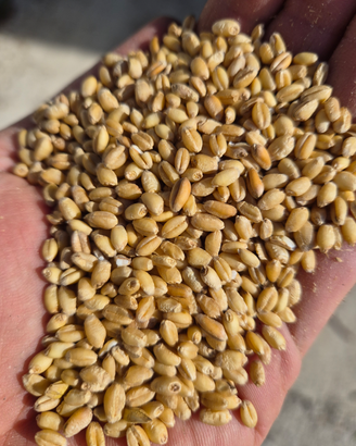 Grano