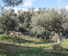 Terreno in C/da San Girolamo s.n.c