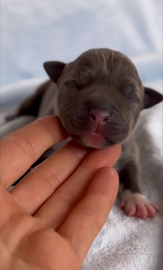 American Staffordshire terrier Amstaff